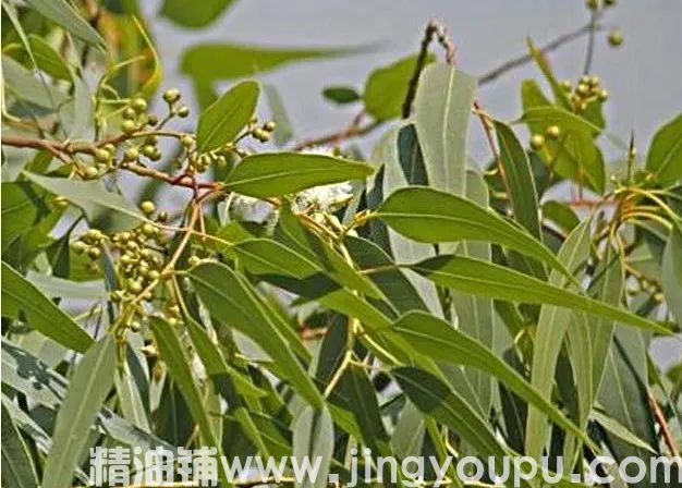 尤加利.jpg